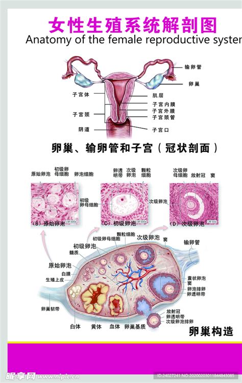 女人形|女性生殖器官结构科普/女性的自我认识